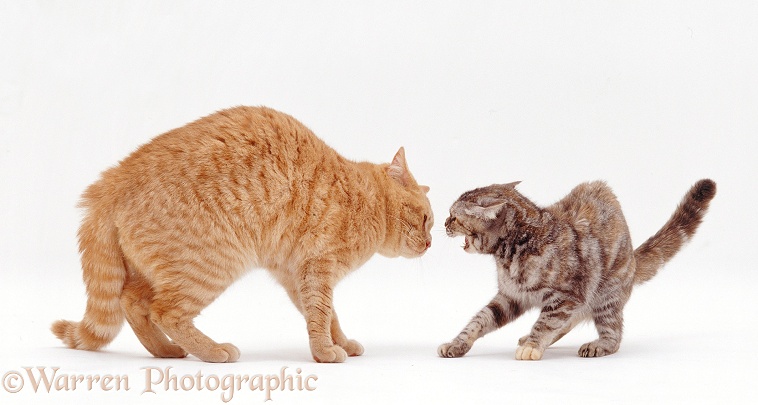 Cat courtship: Silver tortoiseshell female cat, Sylvia, meets Cream Spotted male cat, Horatio, white background