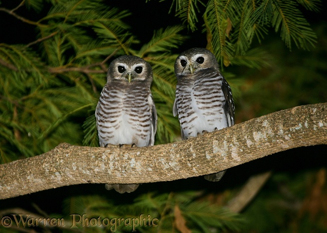 White-browed Boobok Owl (Ninox superciliaris) pair at night.  Southern Madagascar