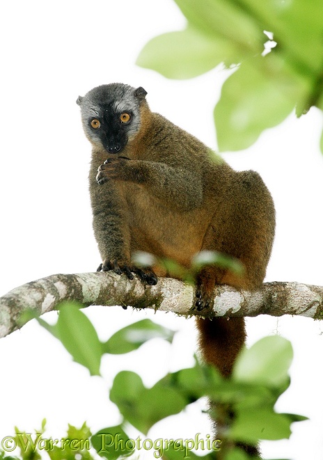 Common Brown Lemur (Eulemur fulvus) male against bright sky.  Madagascar, white background