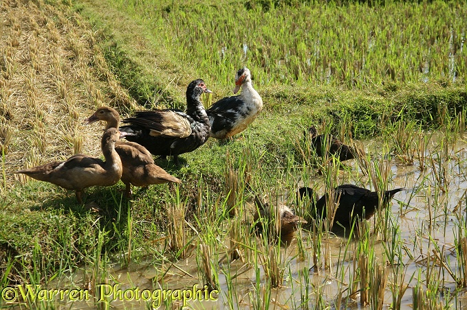 Muscovy Ducks (Cairina moschata) in rice paddy.  Madagascar