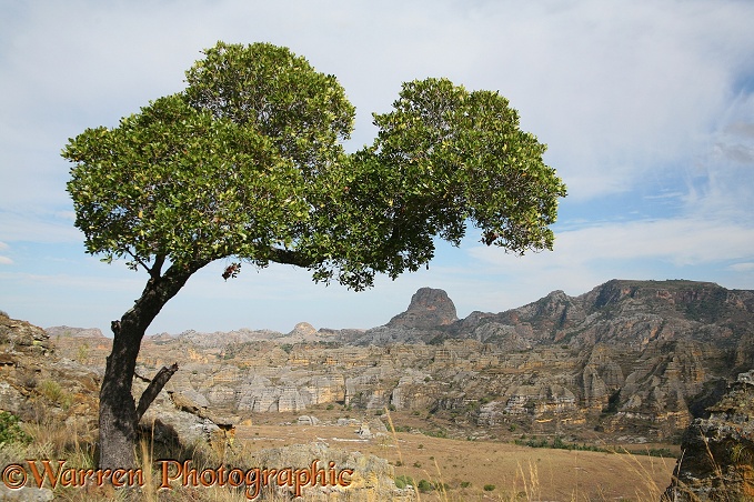 Eroded sandstone escarpments, Isalo, southern Madagascar