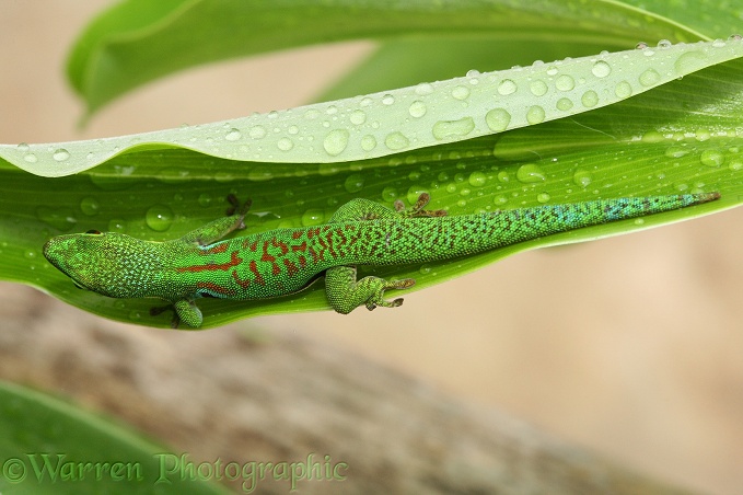 Madagascar Day Gecko (Phelsuma quadriocellata) sheltering from rain in a curled leaf