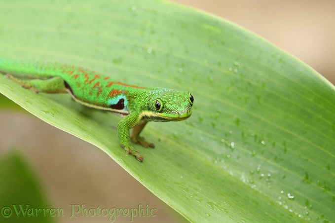 Madagascar Day Gecko (Phelsuma quadriocellata)