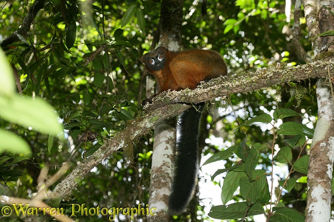 Red-bellied Lemur (Eulemur rubriventer) female