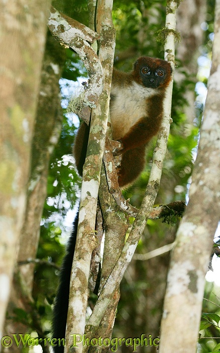 Red-bellied Lemur (Eulemur rubriventer) female