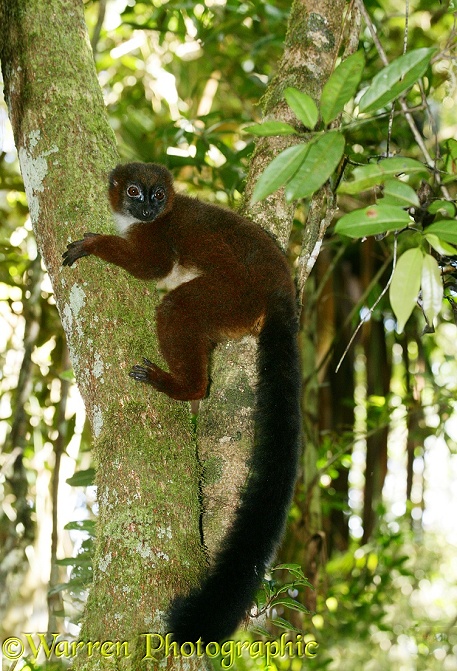 Red-bellied Lemur (Eulemur rubriventer) female.  Madagascar
