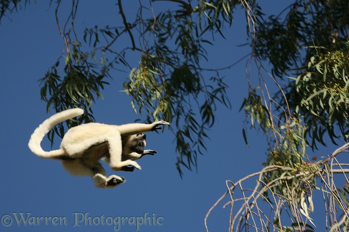 Verreaux's Sifaka (Propithecus verreauxi) leaping from tree to tree, Berenti, southern Madagascar