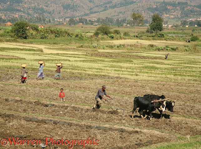 Ploughing rice field with zebu pair, central Madagascar