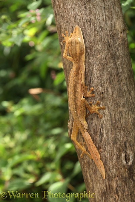 Nocturnal gecko (Uroplatus lineatus). Madagascar