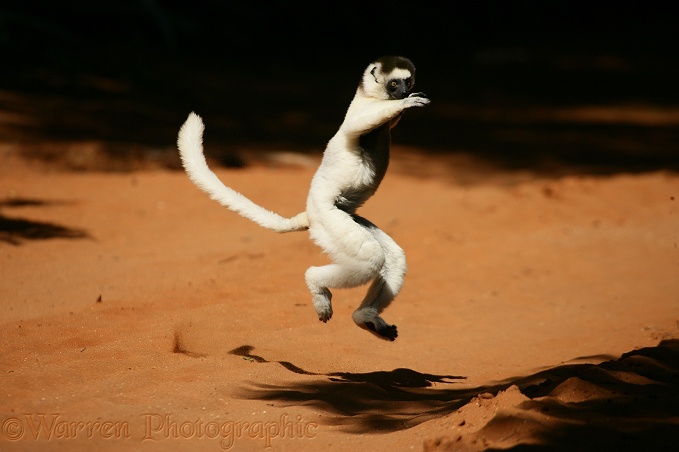 Verreaux's Sifaka (Propithecus verreauxi) bounding on hind legs to cross open ground.  Madagascar