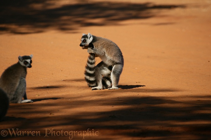 Ring-tailed Lemur (Lemur catta) male scent-marking his tail using glands on the insides of his forearms