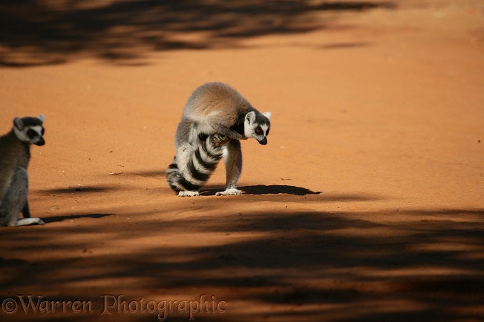 Ring-tailed Lemur (Lemur catta) male scent-marking his tail using glands on the insides of his forearms