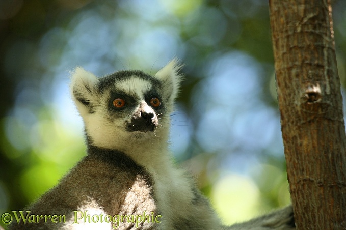 Ring-tailed Lemur (Lemur catta) portrait