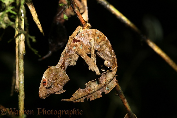 Leaf Gecko (Uroplatus phantasticus) hanging like a dead leaf in perfect camouflage.  Madagascar