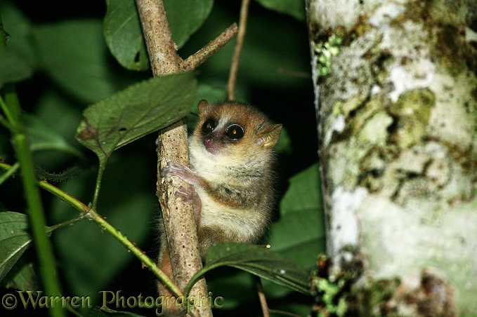 Brown Mouse Lemur (Microcebus rufus)