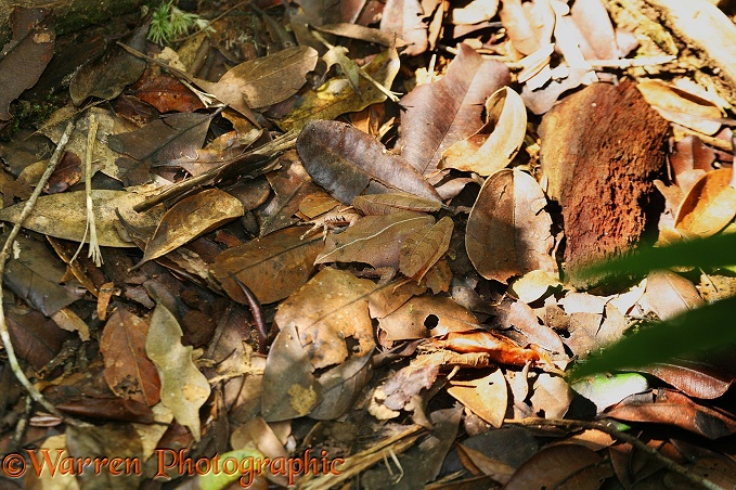 Frog (Aglyptodactylus species) camouflaged on the forest floor.  Madagascar