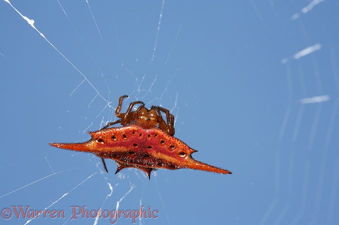 Spider (unidentified). Madagascar