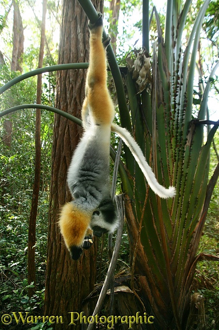 Diadem Sifaka (Propithecus diadema)