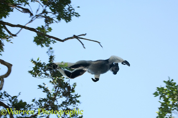 Indri (Indri indri) leaping from tree to tree