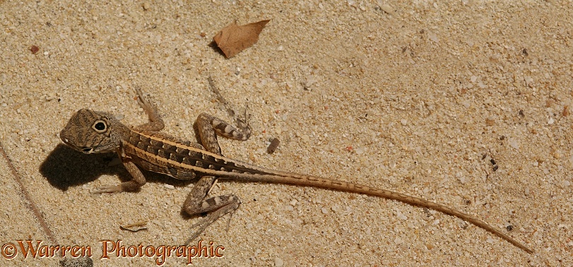 Three-eyed Iguanid Lizard (Chalaradon madargascariensis)