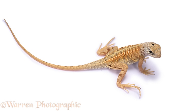 Three-eyed Iguanid Lizard (Chalaradon madargascariensis), white background