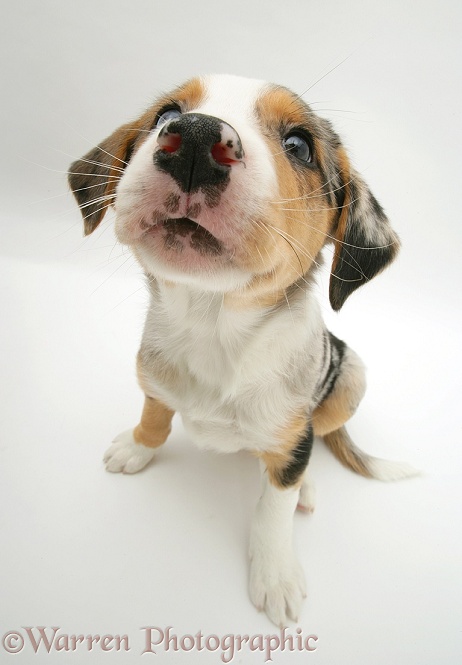 Tricolour Border Collie pup looking up, white background