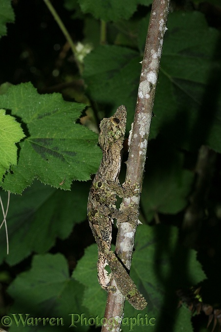 Leaf-tailed gecko (Uroplatus fimbriatus) Madagascar