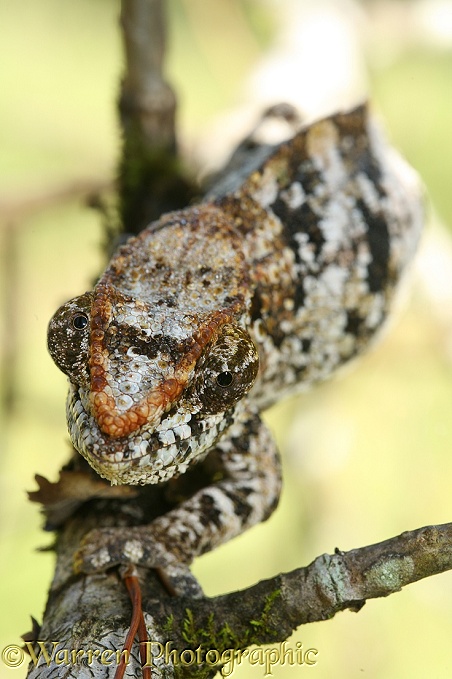 Chameleon (Furcifer species) Madagascar