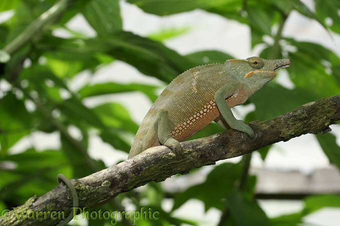 Chameleon (Furcifer oustaleti) male. Madagascar