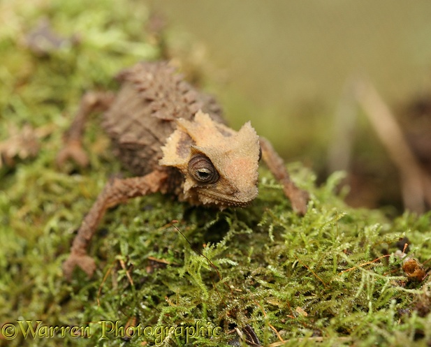 Dwarf Chameleon (Brookesia species) adult.  Madagascar