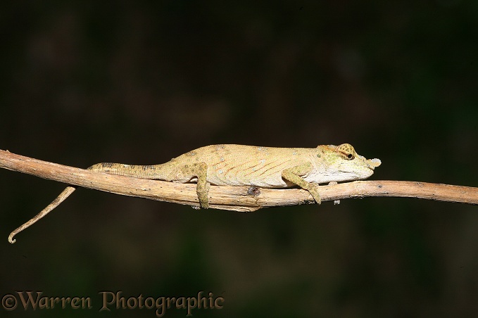 Chameleon (Calumma nasutum)in sleeping posture. Madagascar