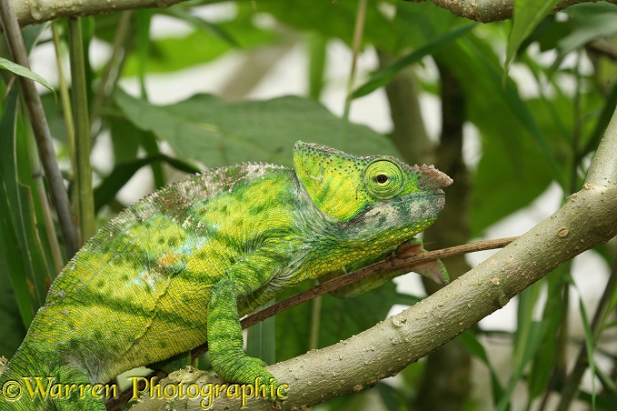 Chameleon (Calumma species). Madagascar