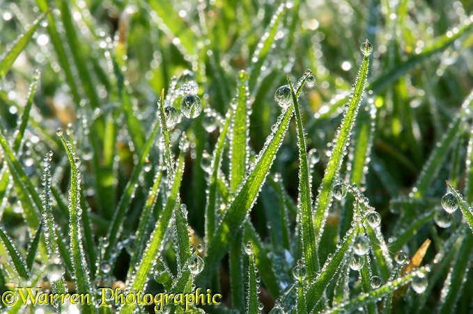 Early morning dew on grass