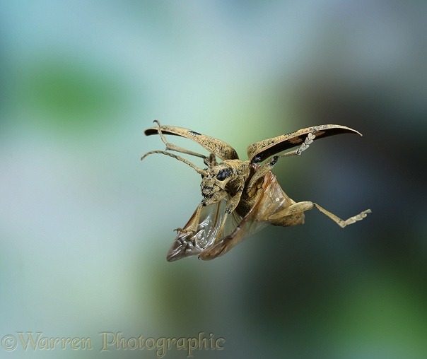Wood Boring Beetle (Rhagium mordax) female in flight