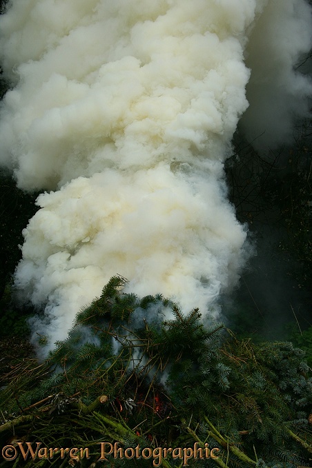 Smoke from a brushwood fire