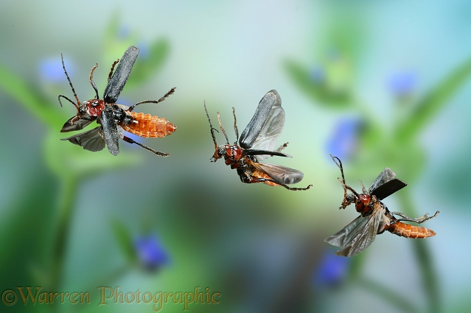 Soldier Beetle (Cantharis rustica) in flight. Digital composite
