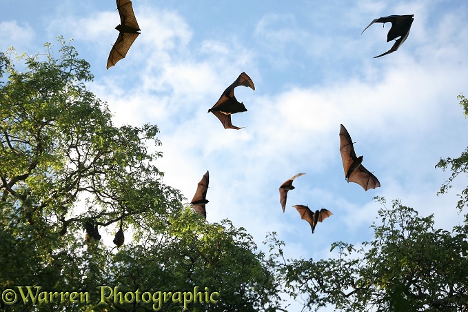 Madagascar Flying Foxes (Pteropus rufus) at roosting site