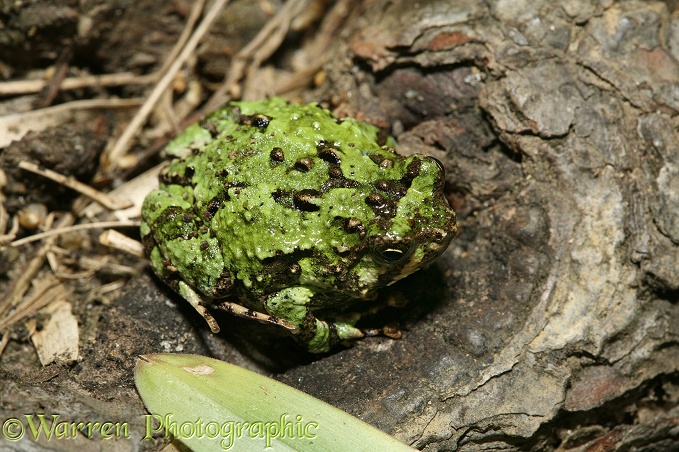 Frog (Scaphiophryne spinosa).  Madagascar