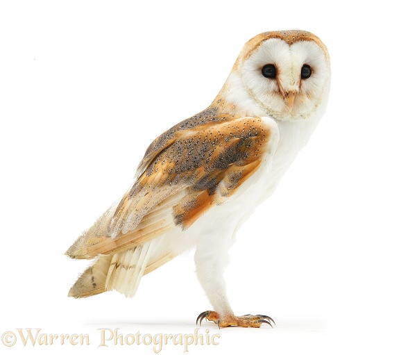 Barn Owl (Tyto alba).  Worldwide, white background
