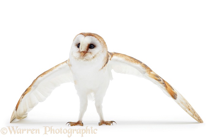 Barn Owl (Tyto alba) female, defensive posture.  Worldwide, white background