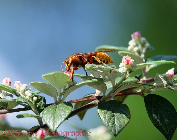 European Hornet (Vespa crabro) queen feeding on cotoneaster flowers.  Europe