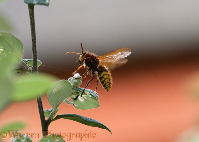 European Hornet (Vespa crabro) queen taking off from cotoneaster flowers.  Europe