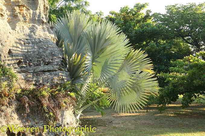Fan palm (Bismarkia nobilis).  Madagascar