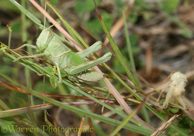 Grasshopper (unidentified) final instar nymph newly emerged. Madagascar