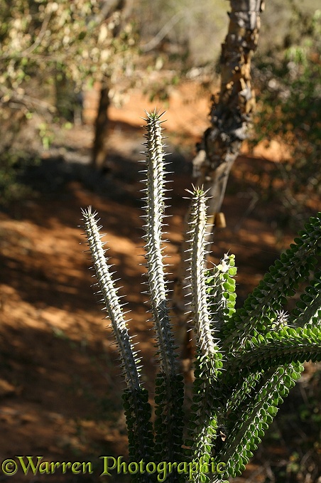 Spiny Forest (Didiereacaea species), southern Madagascar