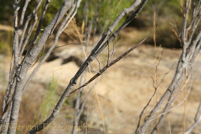 Stick insect (unidentified). Madagascar
