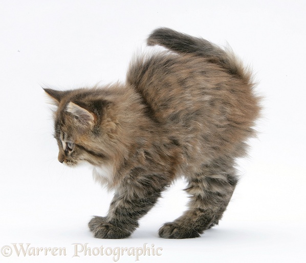 Maine Coon kitten, 8 weeks old, stretching, white background