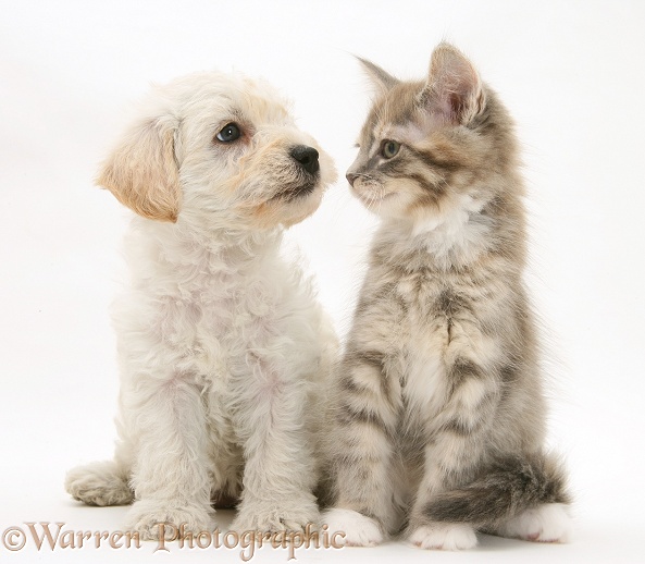 Woodle (West Highland White Terrier x Poodle) pup and Maine Coon kitten, white background