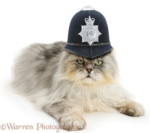 Silver tabby chinchilla Persian male cat, Cosmos, wearing a police helmet, white background