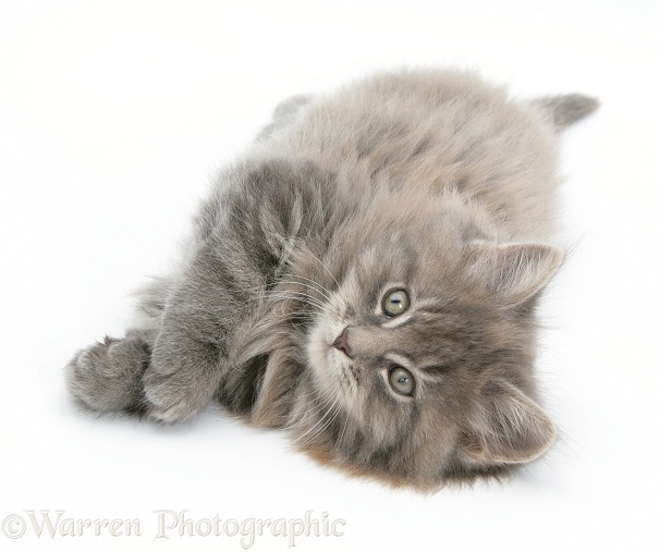 Maine Coon kitten, 8 weeks old, lying on its back, looking up in a playful manner, white background
